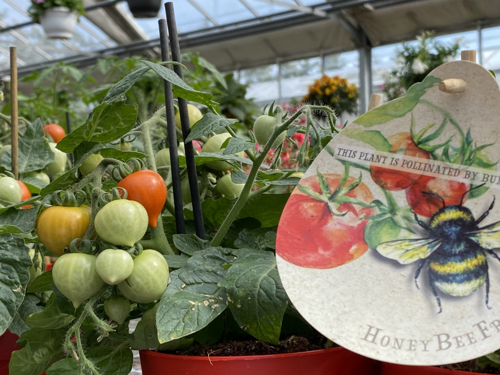 Tomatenpflanzen Gärtnerei Dortmund